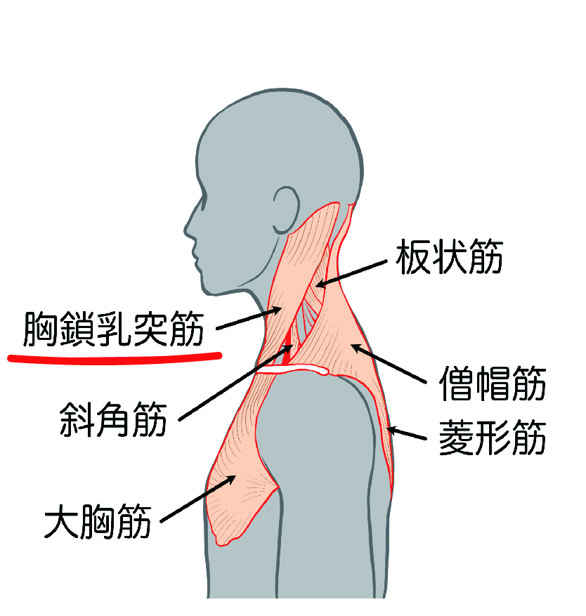 首が疲れた時のストレッチ（胸鎖乳突筋）